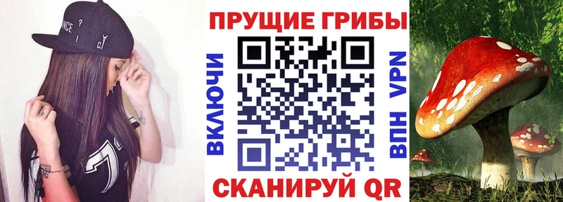 как найти наркотики Ленинск-Кузнецкий mega ССЫЛКА Галлюциногенные грибы Psilocybine cubensis