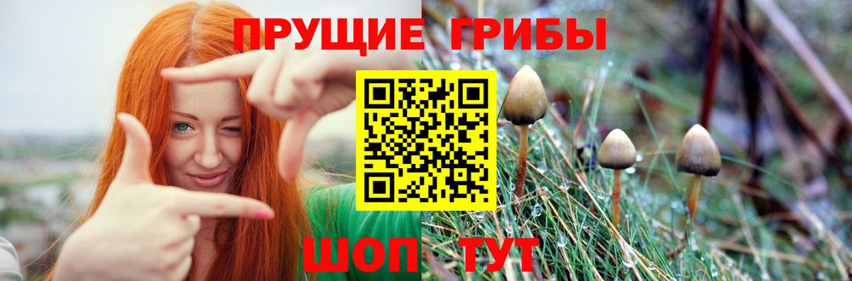 Галлюциногенные грибы Psilocybine cubensis Ленинск-Кузнецкий